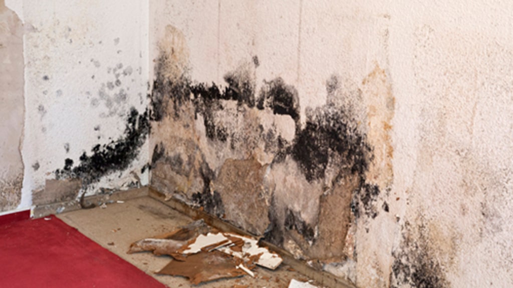 Managing Mold Taking an Active Role in Your Facility’s Health Terracon