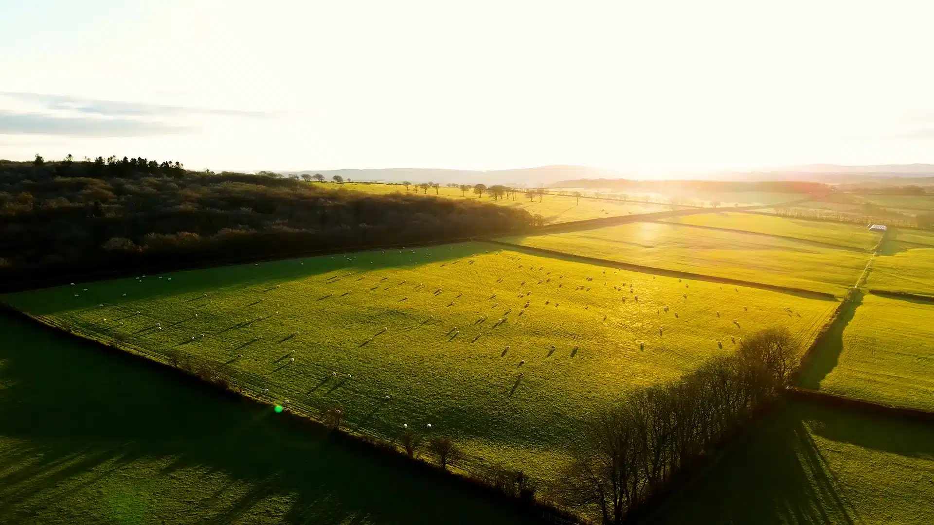 Overhead view of a green pasture as the sun sets